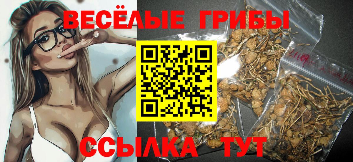 Елабуга  Галлюциногенные грибы Psilocybe  Вход с VPN 